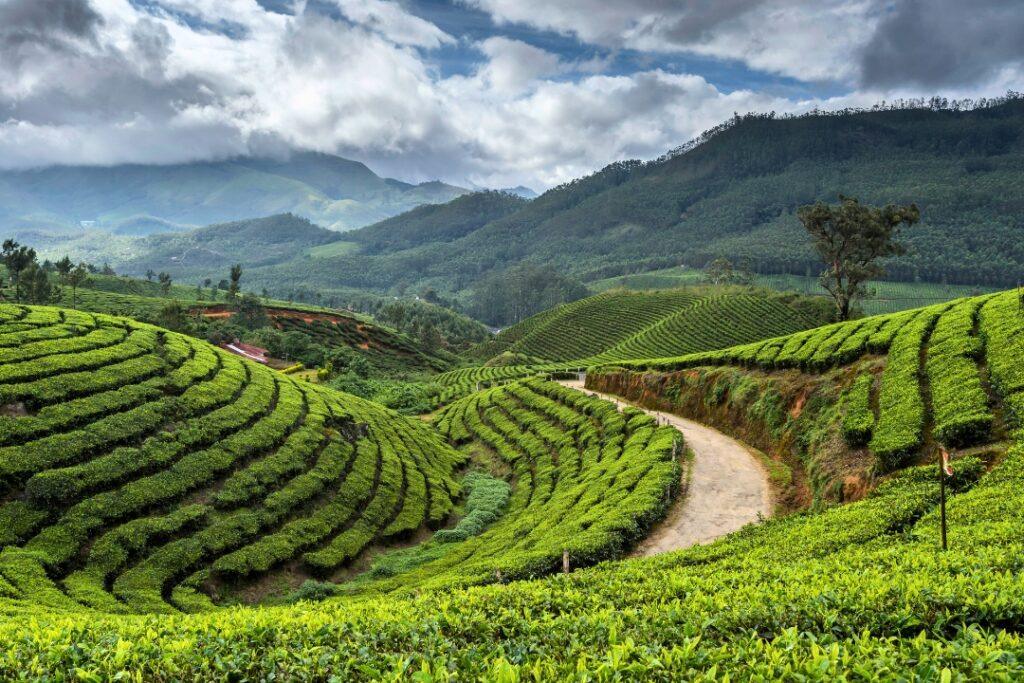 Joyful Journey