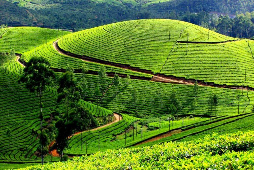 Kerala Special