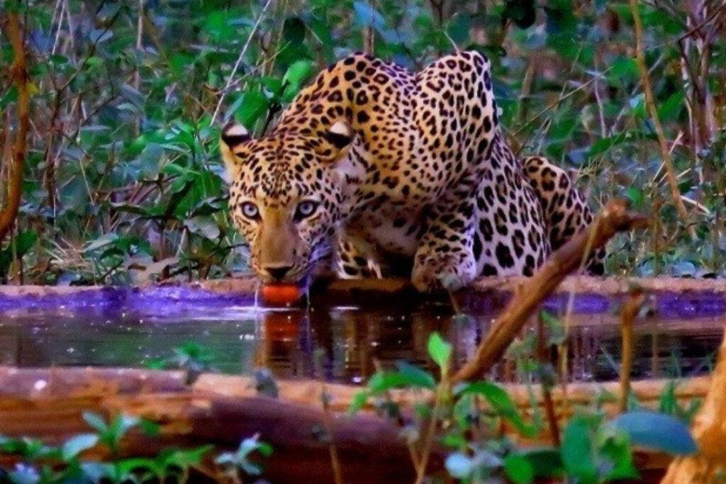 Chhattisgarh Wildlife