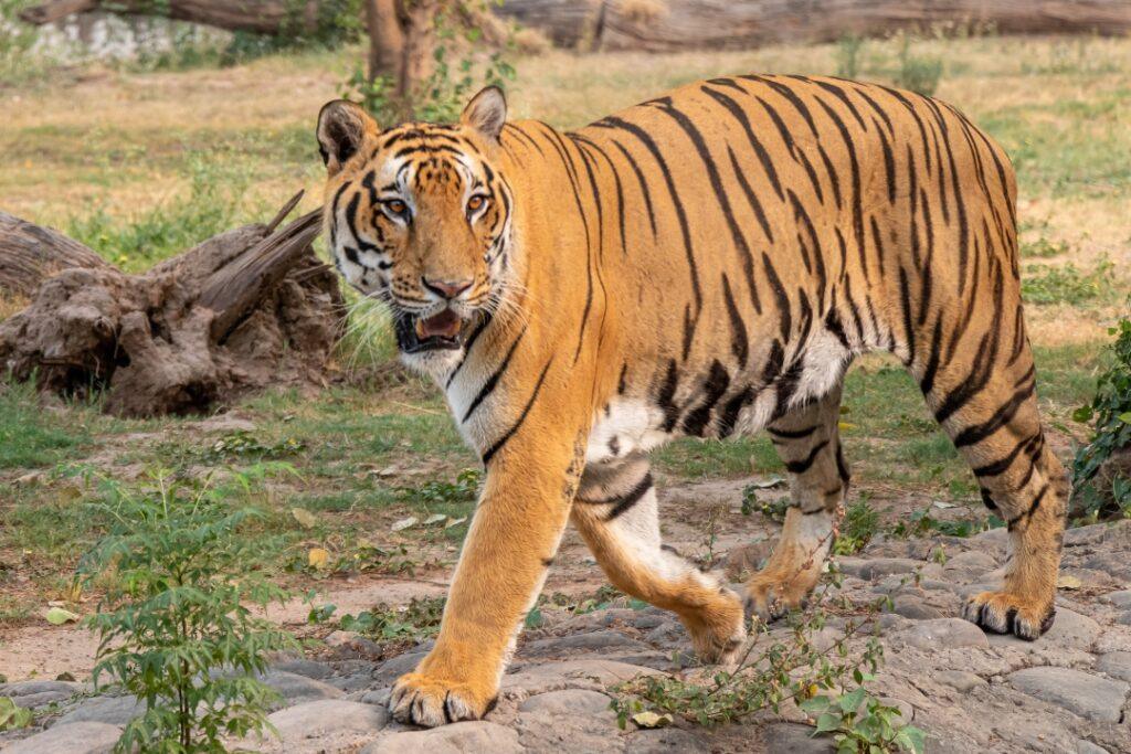 Delhi Wildlife