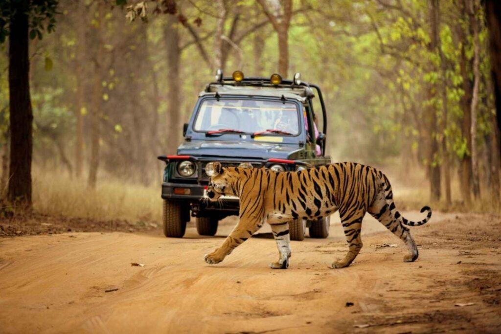 Wildlife & Jungle