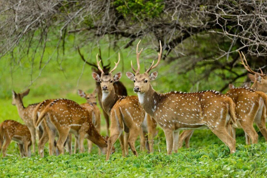 Odisha Wildlife