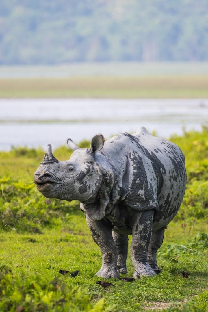 Assam