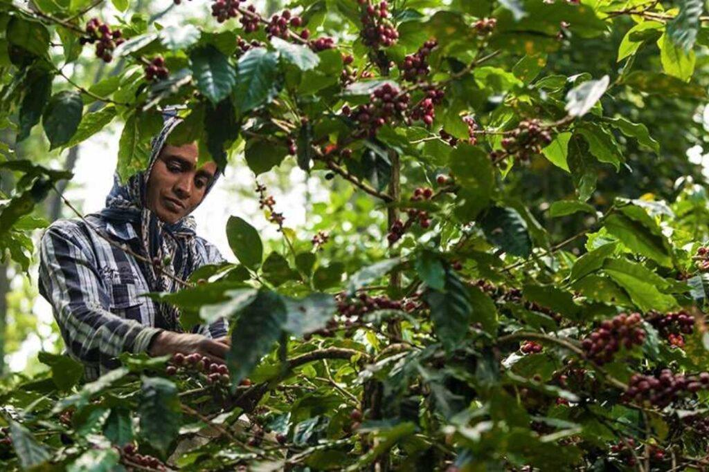 Coorg Plantation